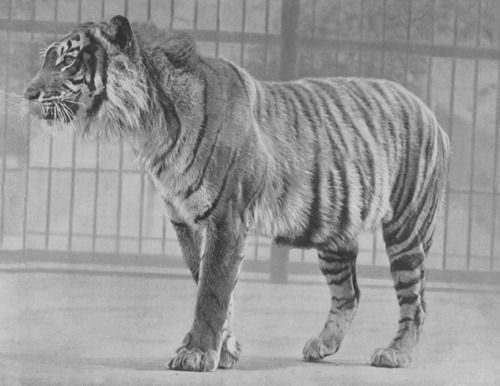 Javan Tiger – Extinction